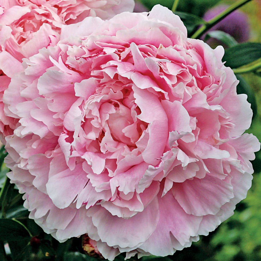 sarah seed plant Sarah Bernhardt Peony – Park Seed