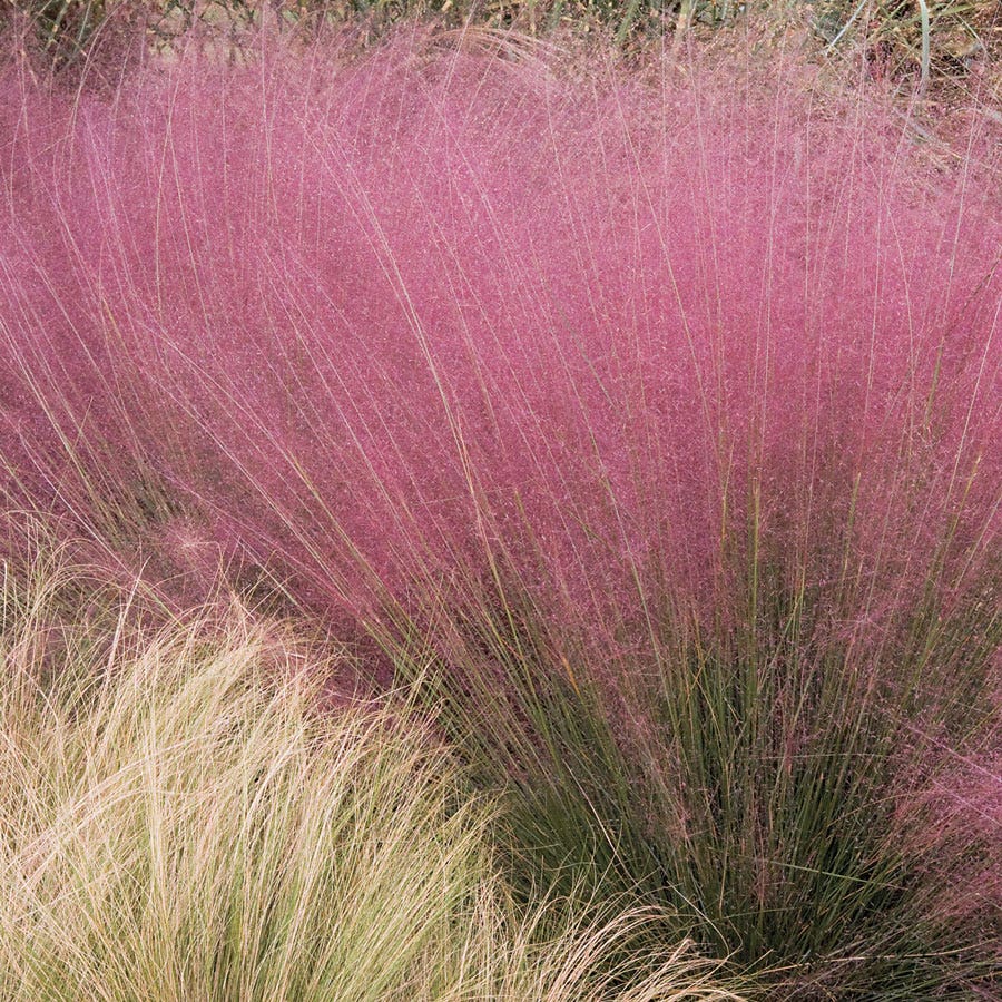 Muhlenbergia Pink Muhly Grass