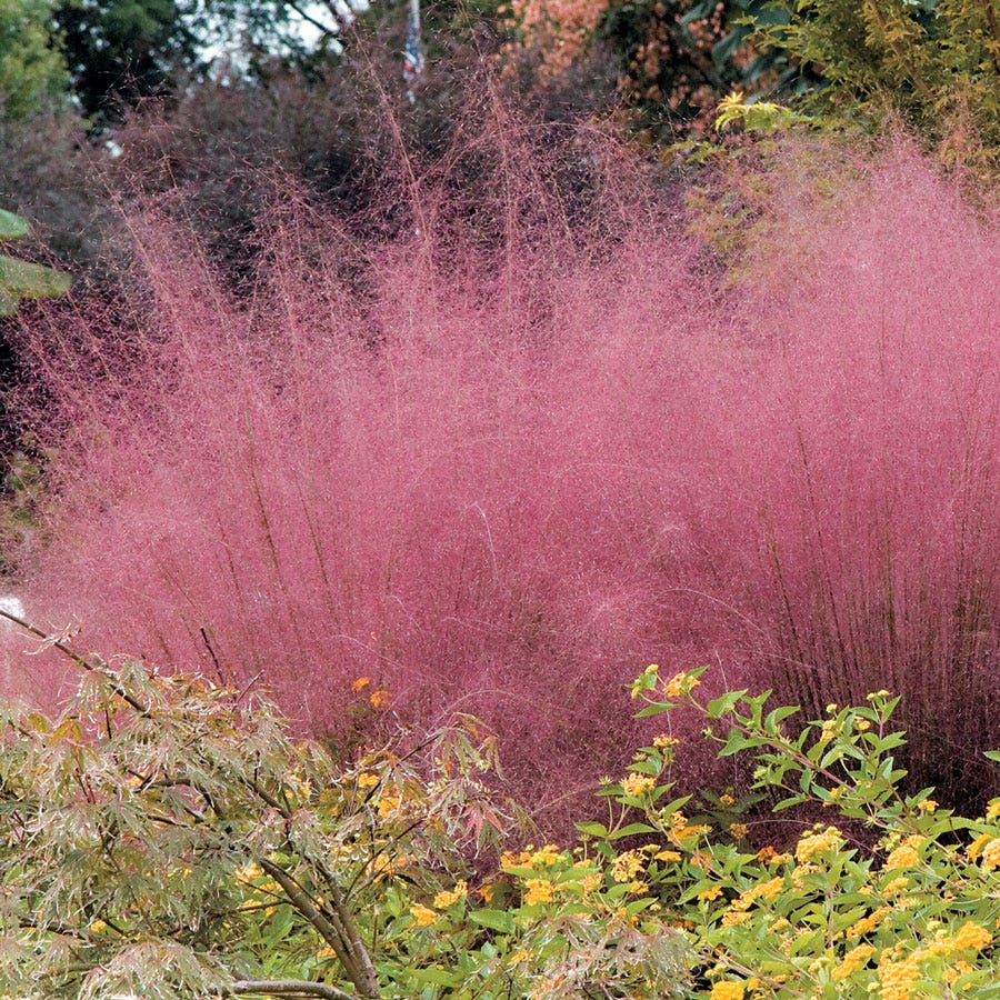 Muhlenbergia Pink Muhly Grass