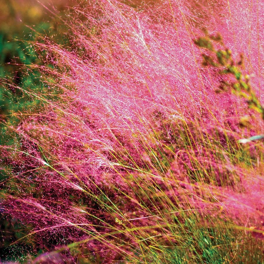 Muhlenbergia Pink Muhly Grass