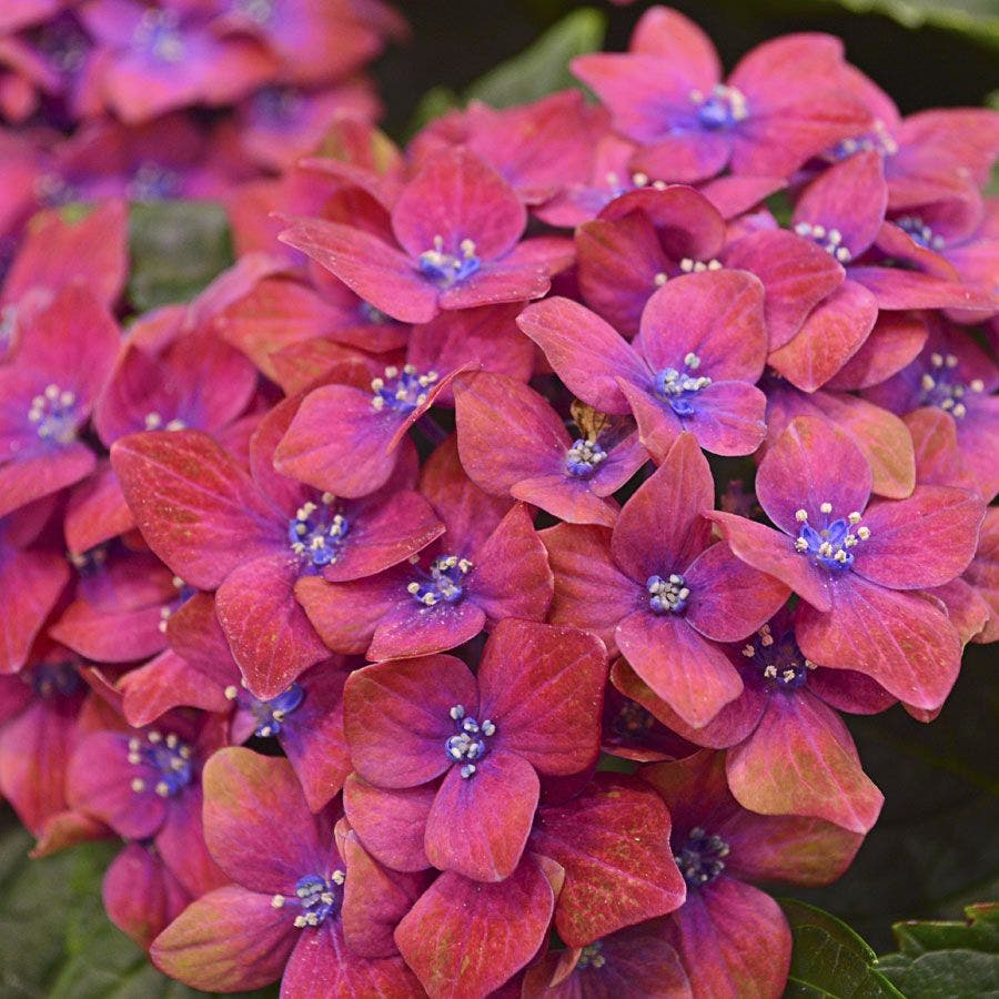 Hydrangea Next Generation® Pistachio