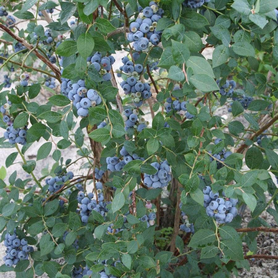 Vaccinium 'Sweetheart' Blueberry