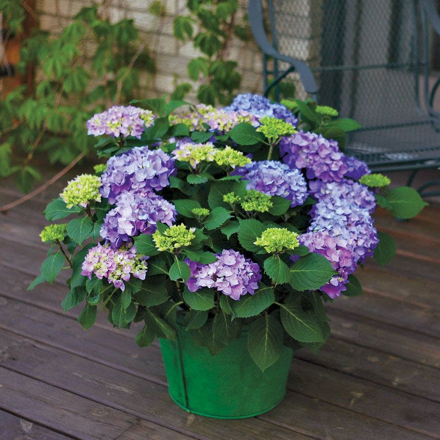 Hydrangea Let's Dance® Rhythmic Blue® Bigleaf Hydrangea