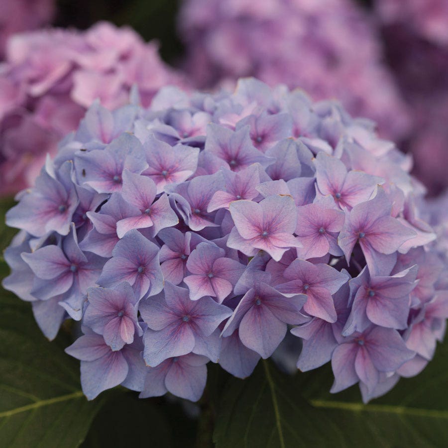 Hydrangea Let's Dance® Rhythmic Blue® Bigleaf Hydrangea