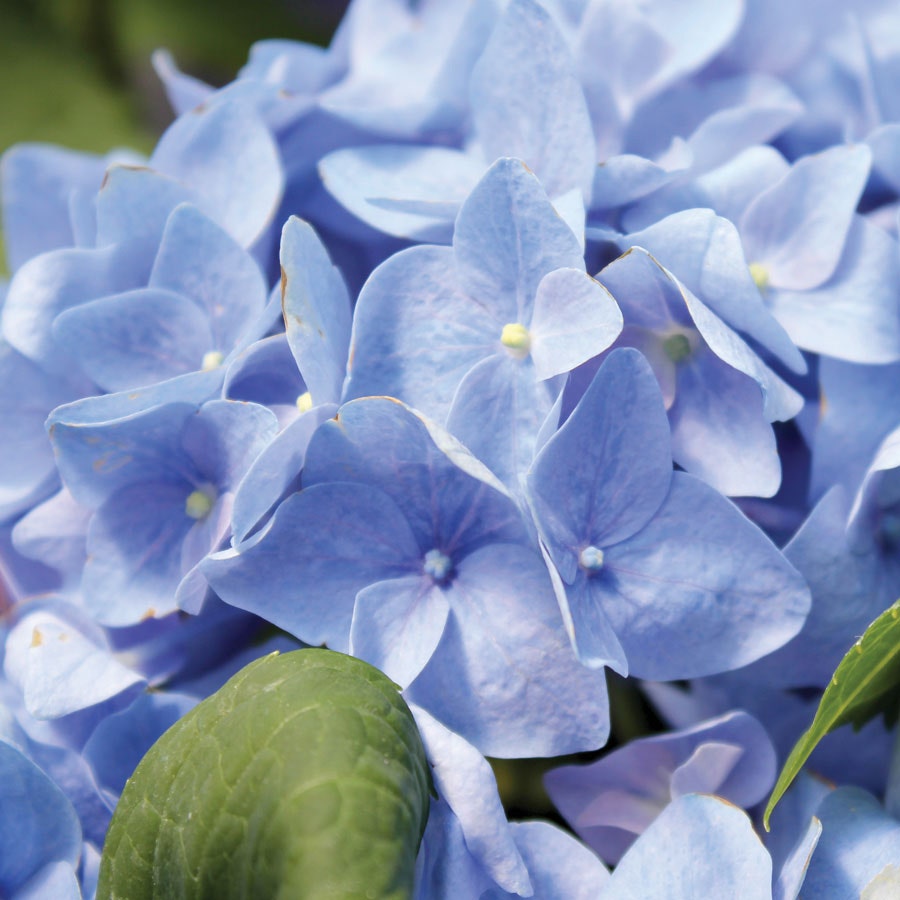 Hydrangea Let's Dance® Rhythmic Blue® Bigleaf Hydrangea