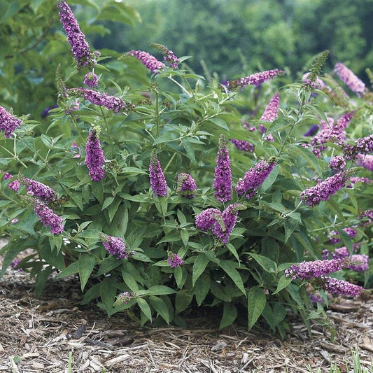 Buddleia Lo & Behold® Pink Micro Chip
