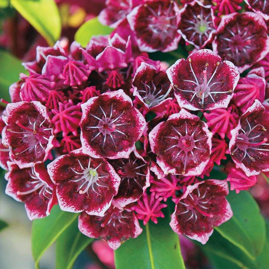 Kalmia Keepsake