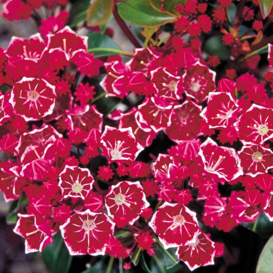 Kalmia Keepsake
