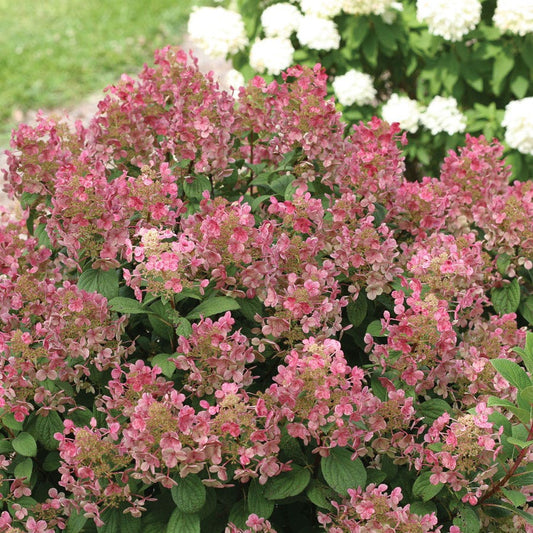 Hydrangea Little Quick Fire® Panicle Hydrangea