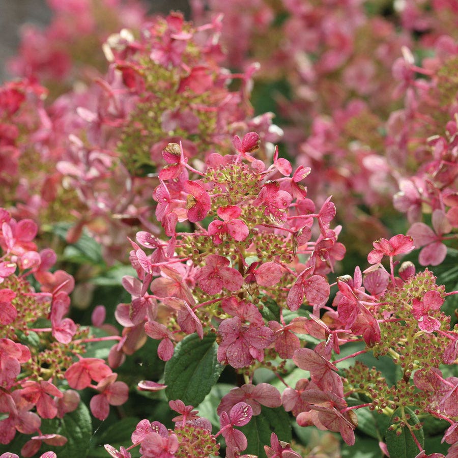 Hydrangea Little Quick Fire® Panicle Hydrangea