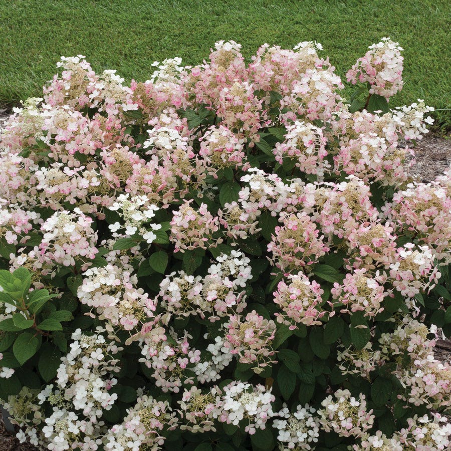 Hydrangea Little Quick Fire® Panicle Hydrangea