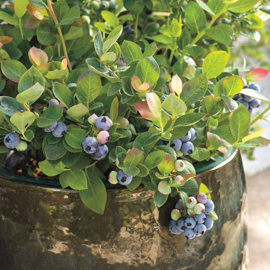 Bushel and Berry® Blueberry Peach Sorbet®