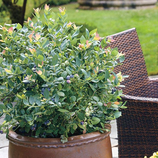 Bushel and Berry® Blueberry Pink Icing®