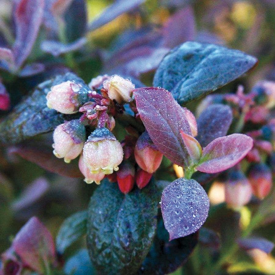 Bushel and Berry® Blueberry Pink Icing®