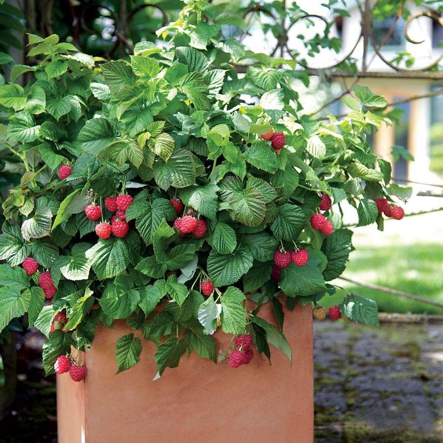 Rubus Bushel and Berry® Raspberry Shortcake®
