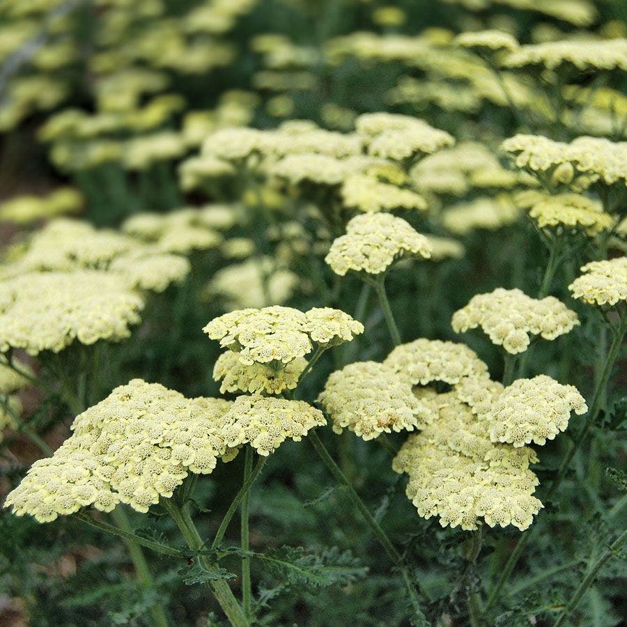 Moon Dust™ Yarrow
