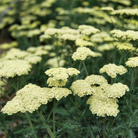 Moon Dust™ Yarrow