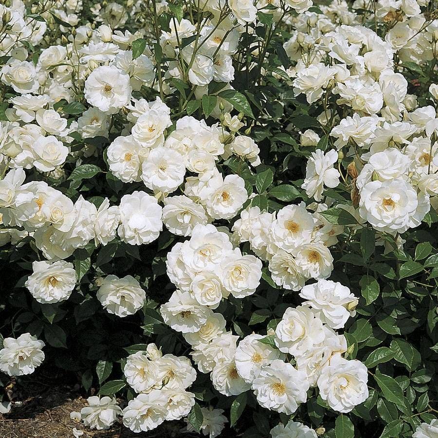 iceberg rose seeds Rosa Iceberg | White/Silver