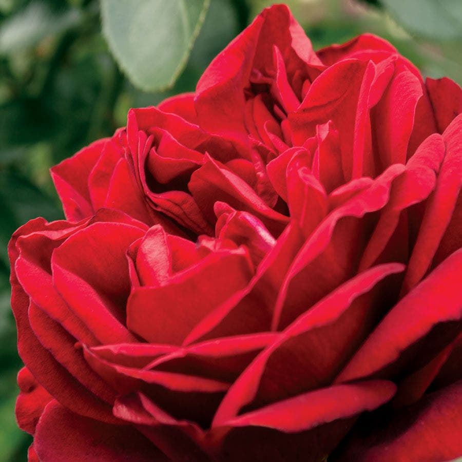 Desmond Tutu™ Sunbelt® Floribunda Rose