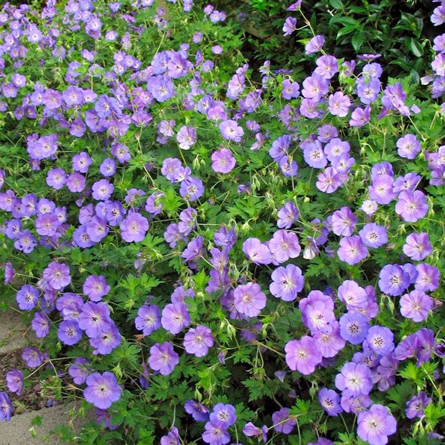 'Rozanne' Geranium