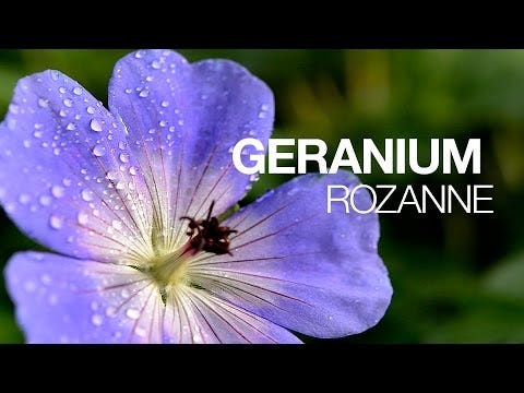 'Rozanne' Geranium