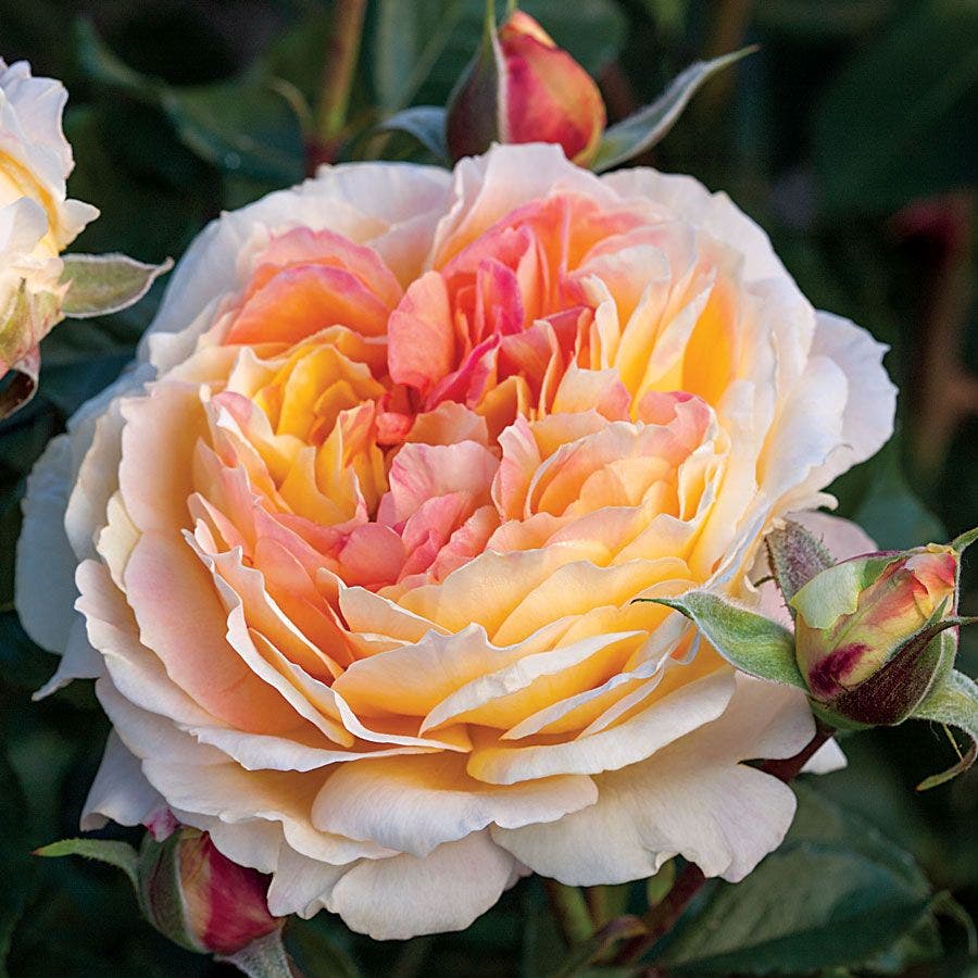 floribunda rose seeds La Park Floribunda Rose