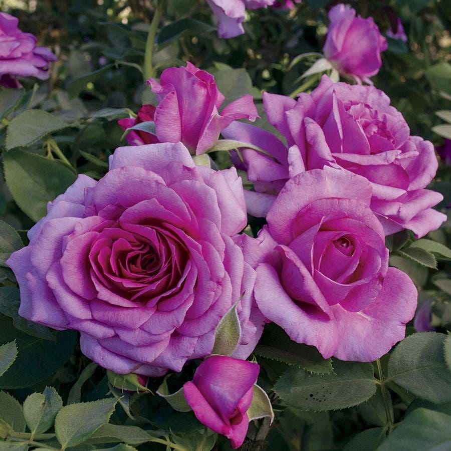 Simply Magnifiscent Grandiflora Rose