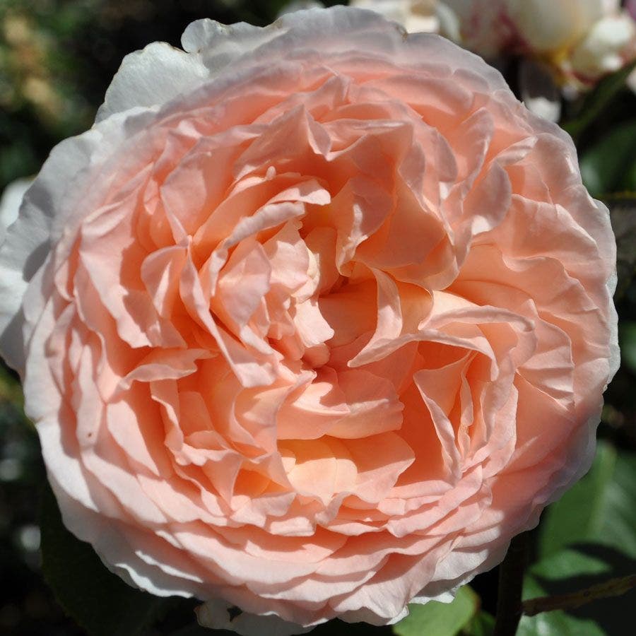 Parfuma® Bliss Hybrid Tea Rose