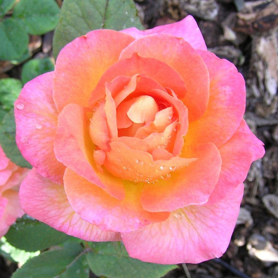 Mardi Gras Floribunda Rose