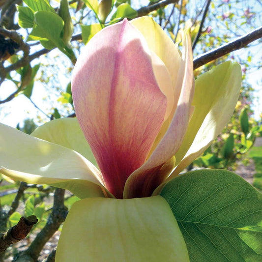Magnolia 'Sunsation'
