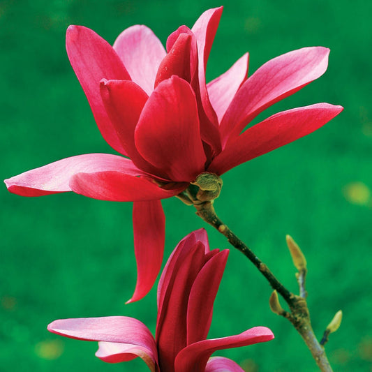 Burgundy Star Magnolia