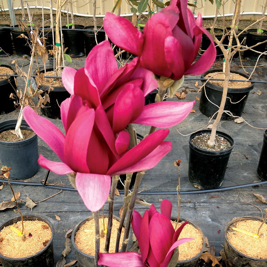 Burgundy Star Magnolia