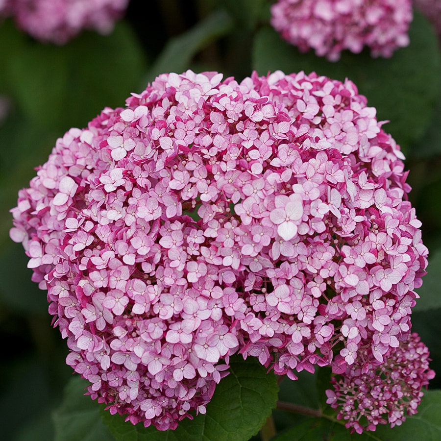 Hydrangea Incrediball® Blush Smooth Hydrangea