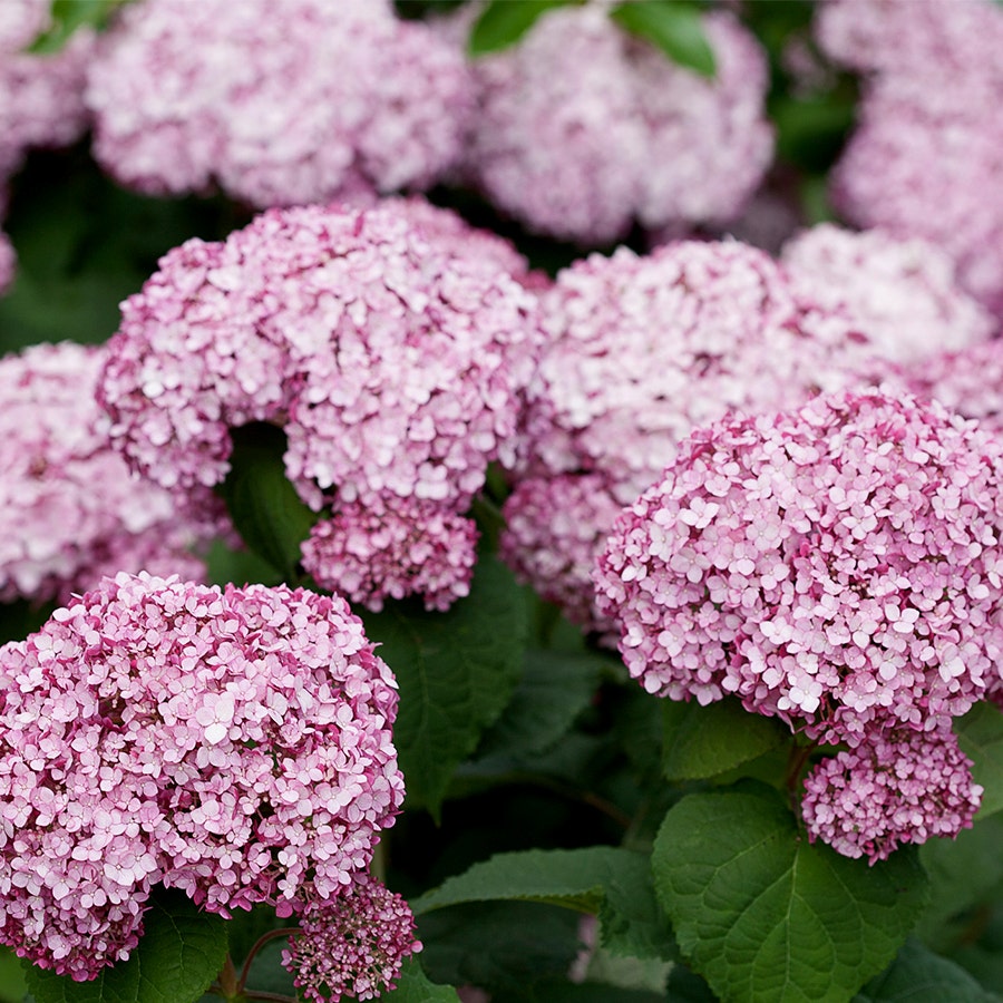Hydrangea Incrediball® Blush Smooth Hydrangea