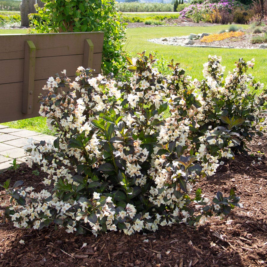 Weigela Tuxedo™