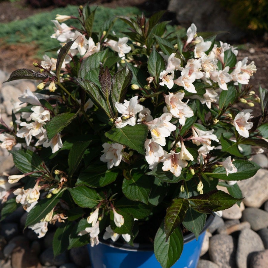 Weigela Tuxedo™