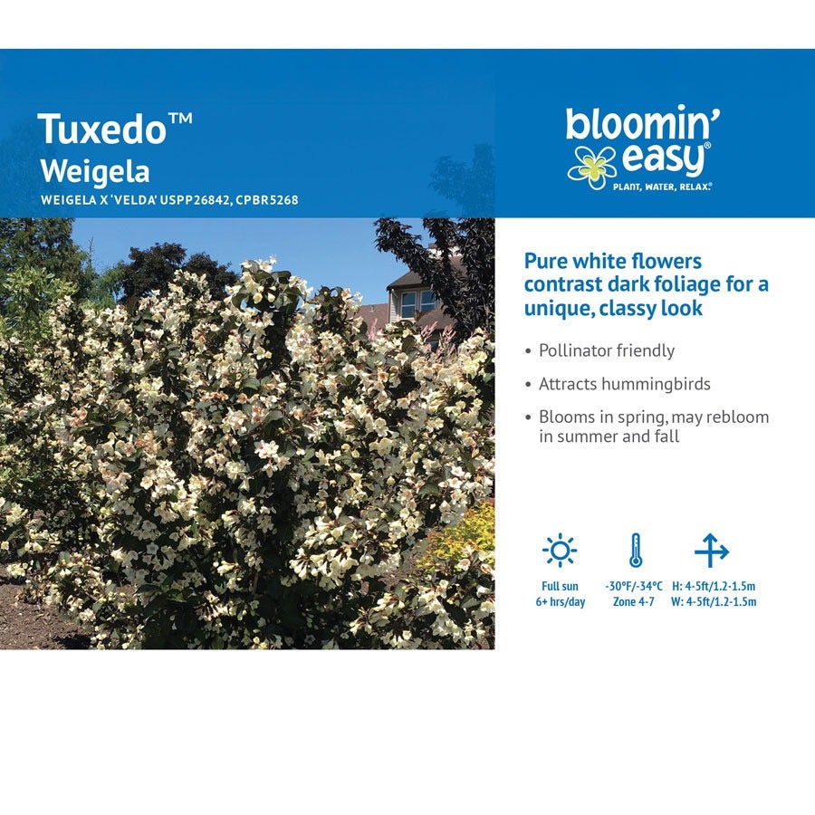 Weigela Tuxedo™