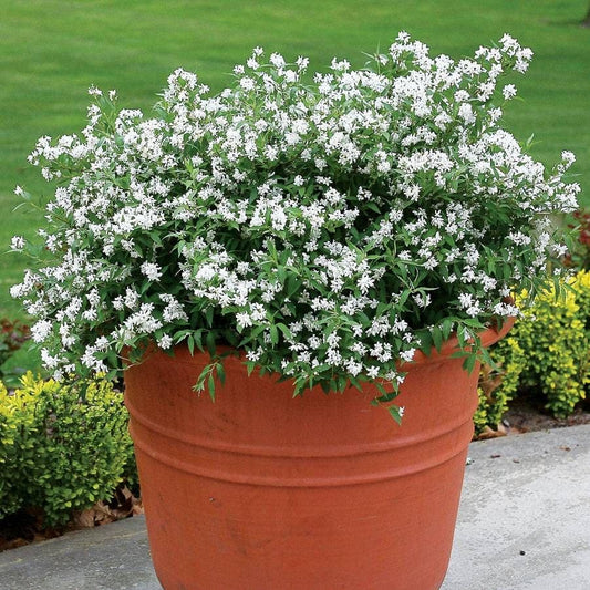 Deutzia Yuki Snowflake®
