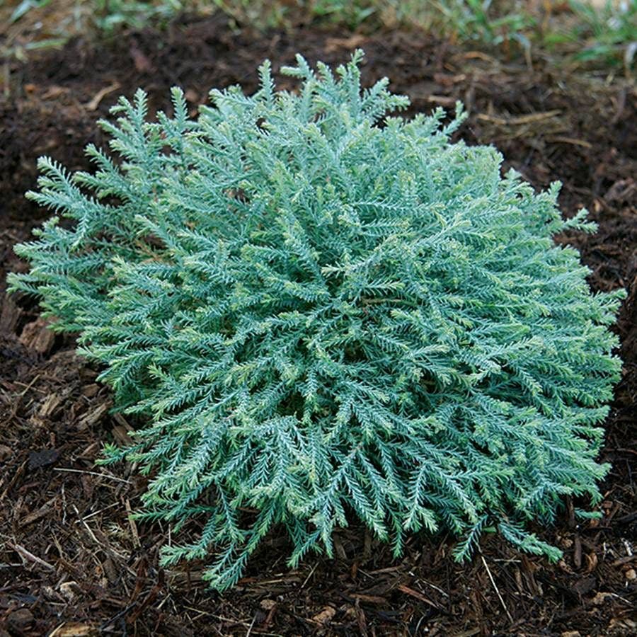 Thuja Pancake™