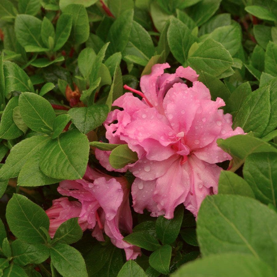 Azalea Bloom-a-Thon® Double Pink