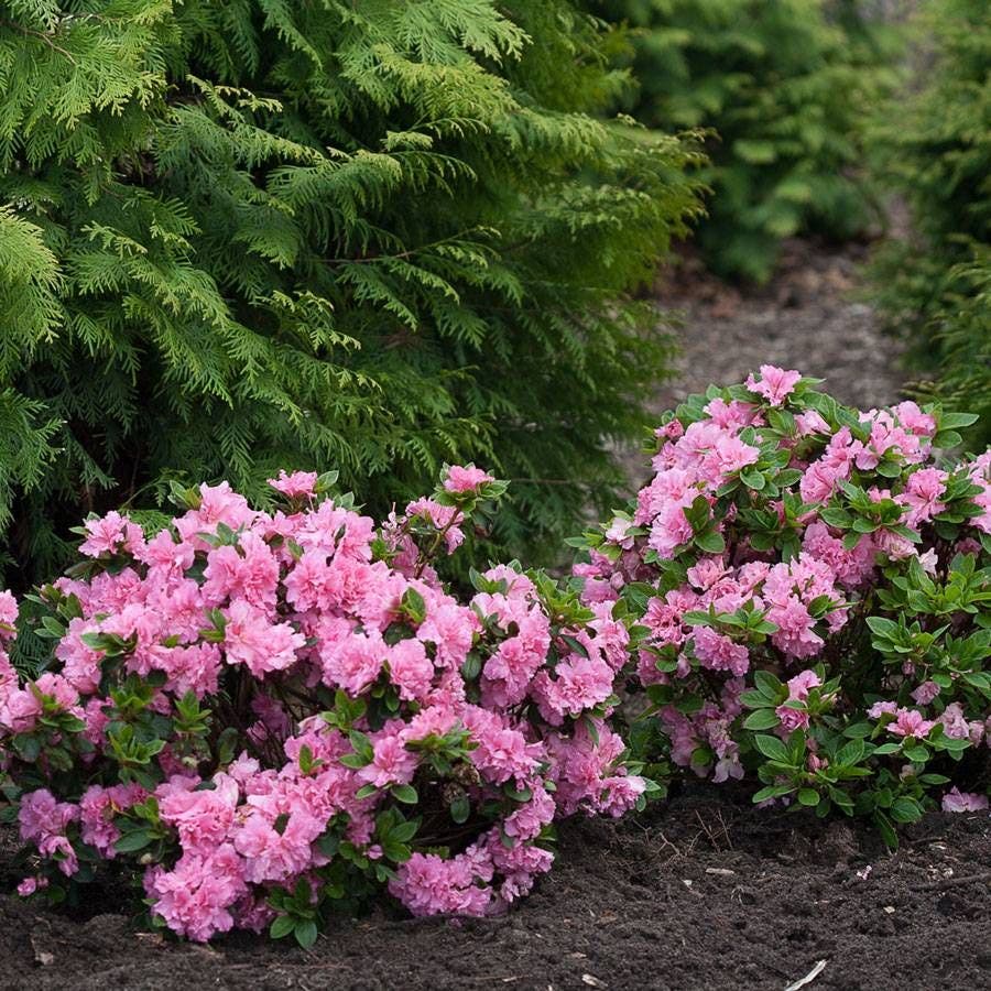 Azalea Bloom-a-Thon® Double Pink
