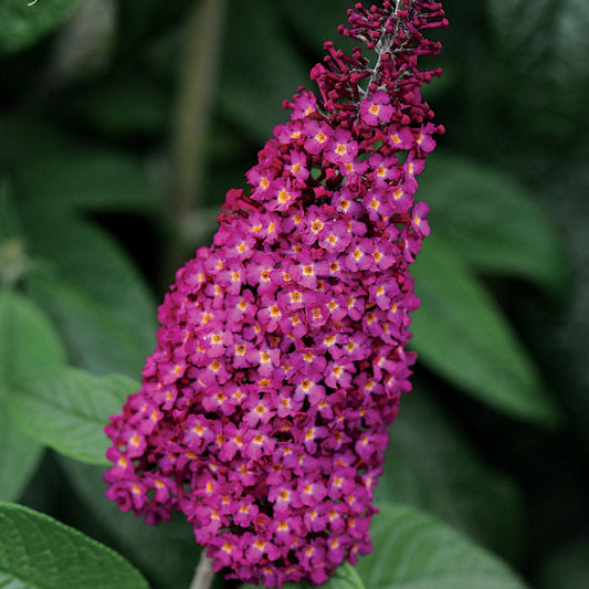 Buddleia CranRazz