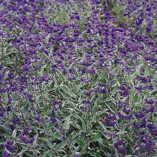 Caryopteris 'Dark Knight'