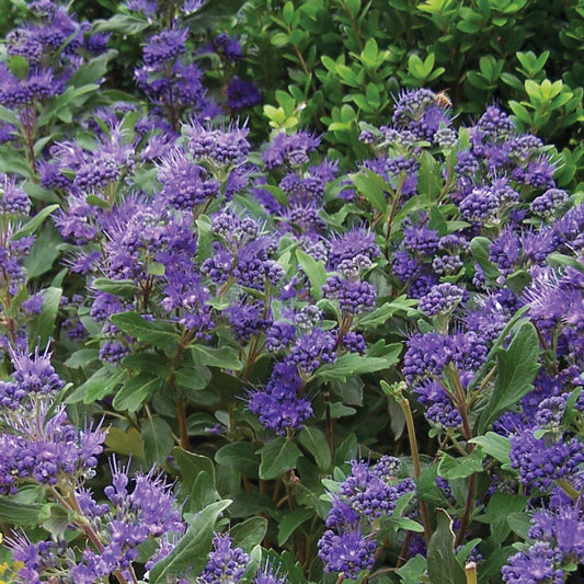 Caryopteris Grand Bleu®
