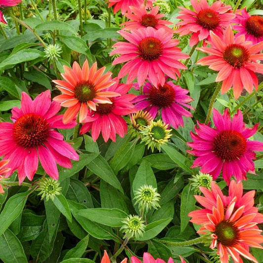 Echinacea Sombrero® Tres Amigos