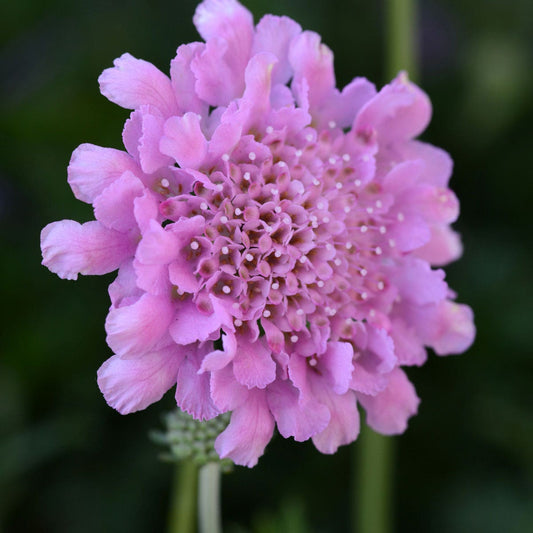 Scabiosa Flutter™ Rose Pink