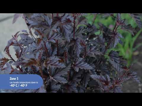 Physocarpus Panther® Ninebark