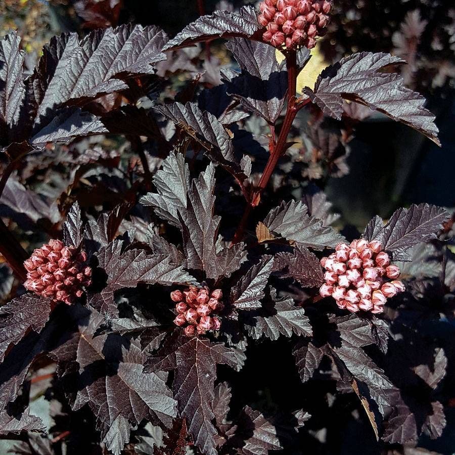 Physocarpus Panther® Ninebark