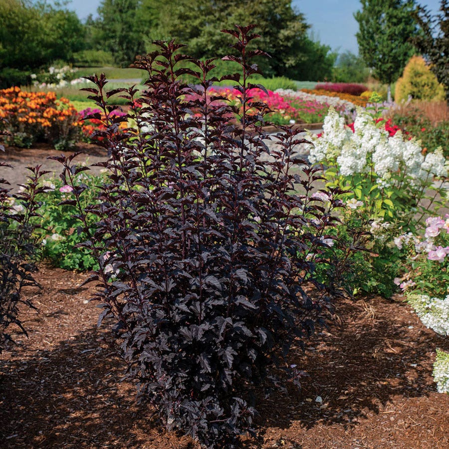 Physocarpus Panther® Ninebark