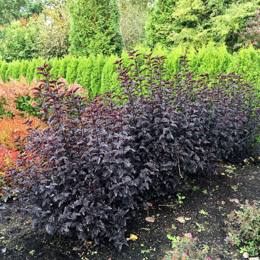Physocarpus Panther® Ninebark